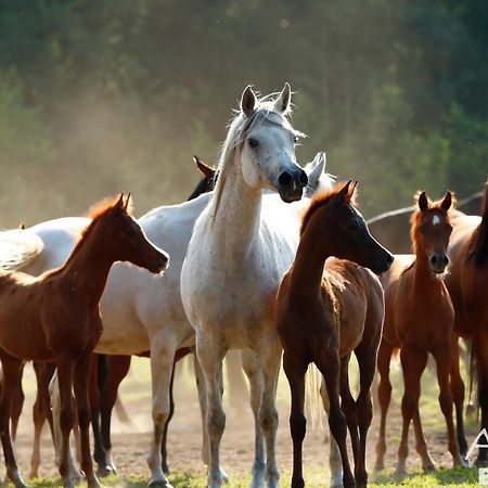 Tierpark Entdeckerhaeuser Wagenfeld المظهر الخارجي الصورة