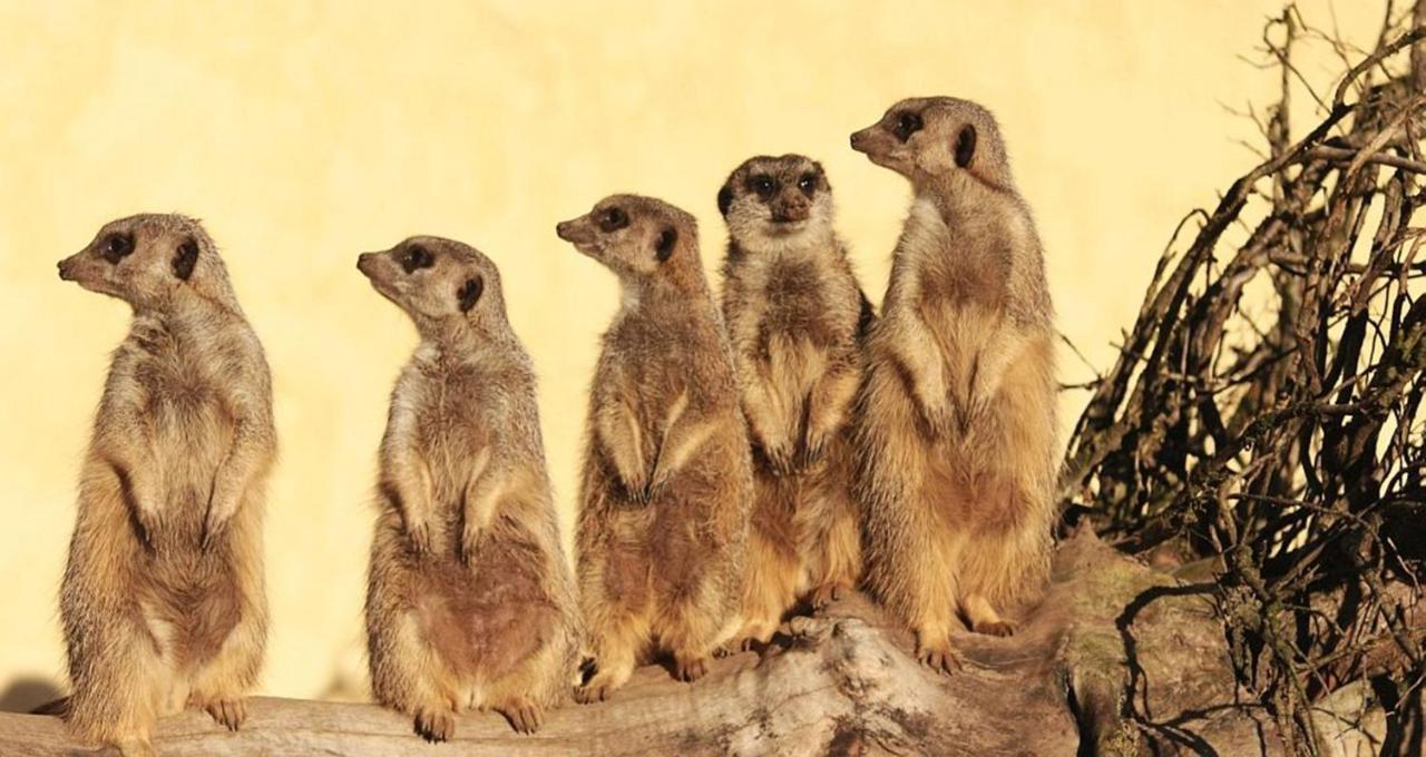 Tierpark Entdeckerhaeuser Wagenfeld المظهر الخارجي الصورة