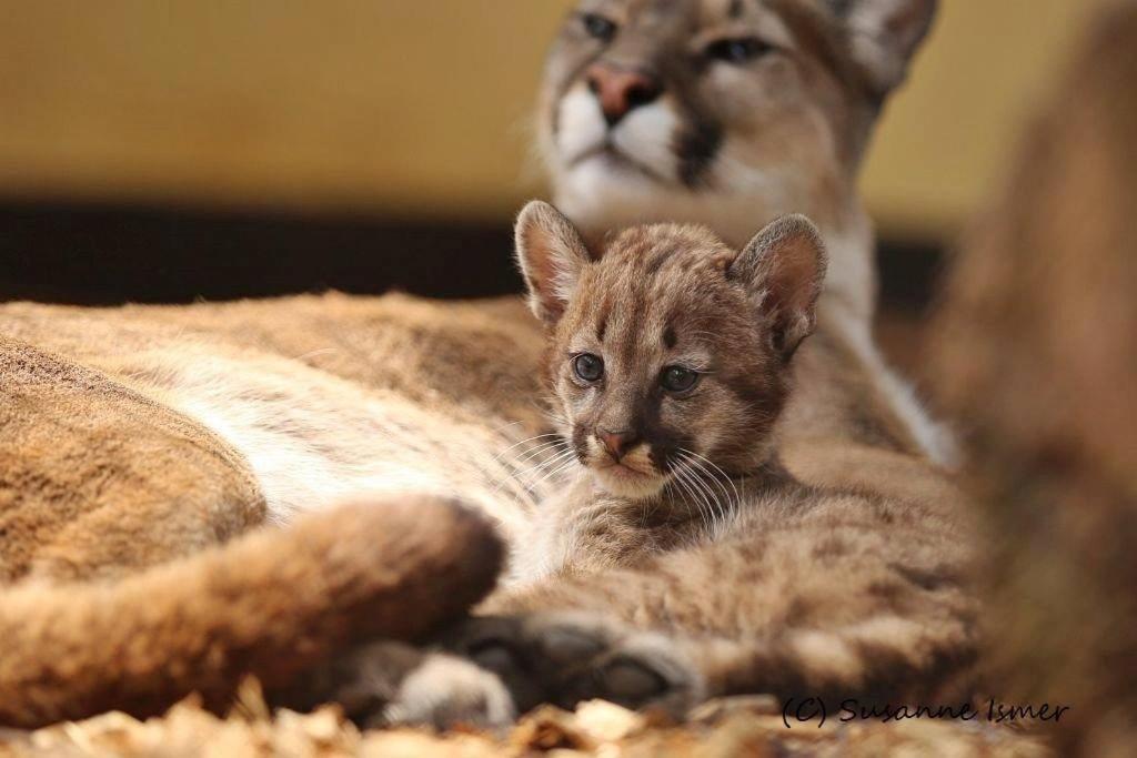 Tierpark Entdeckerhaeuser Wagenfeld المظهر الخارجي الصورة