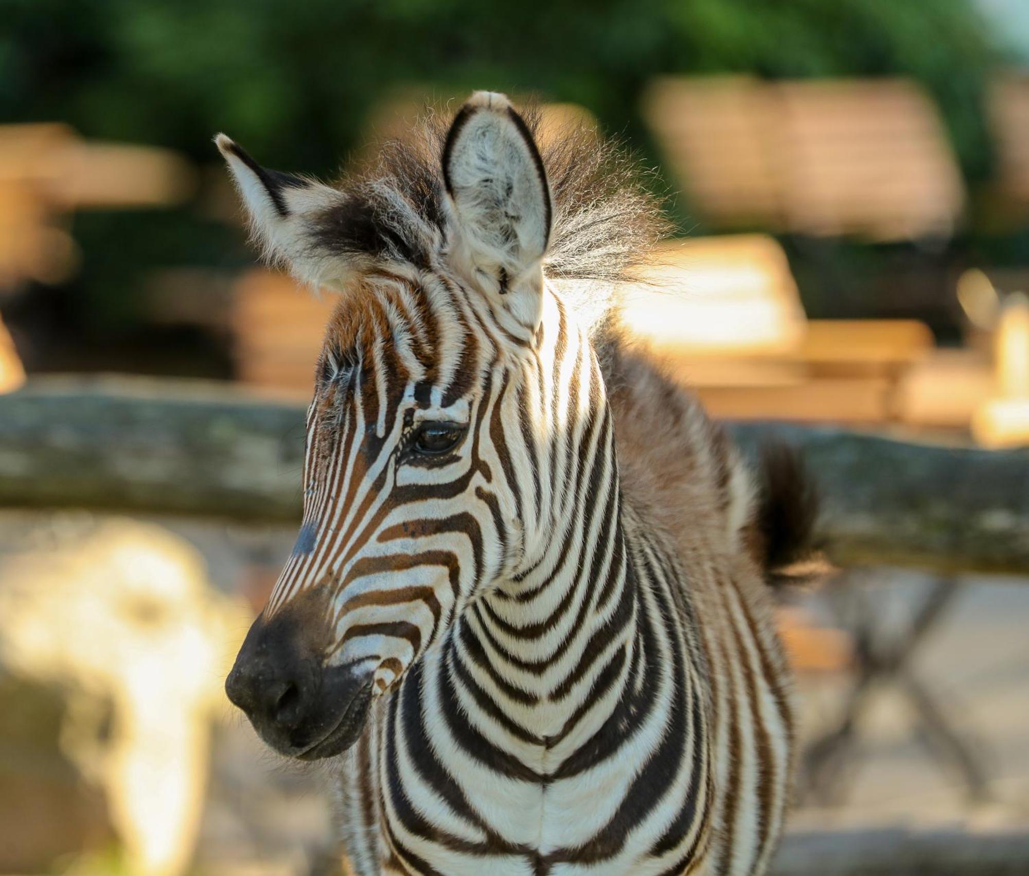 Tierpark Entdeckerhaeuser Wagenfeld المظهر الخارجي الصورة
